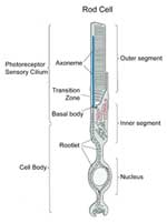 Rod Cell Diagram